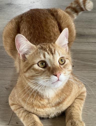 Lost Male Cat last seen Parallel Parkway, by the Philips 66 near Legends, Kansas City, KS 66109