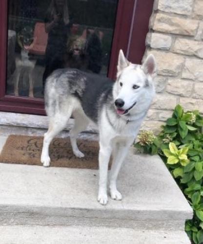 Lost Male Dog last seen Fair Park Ave and Richmond, Marion, OH 43302