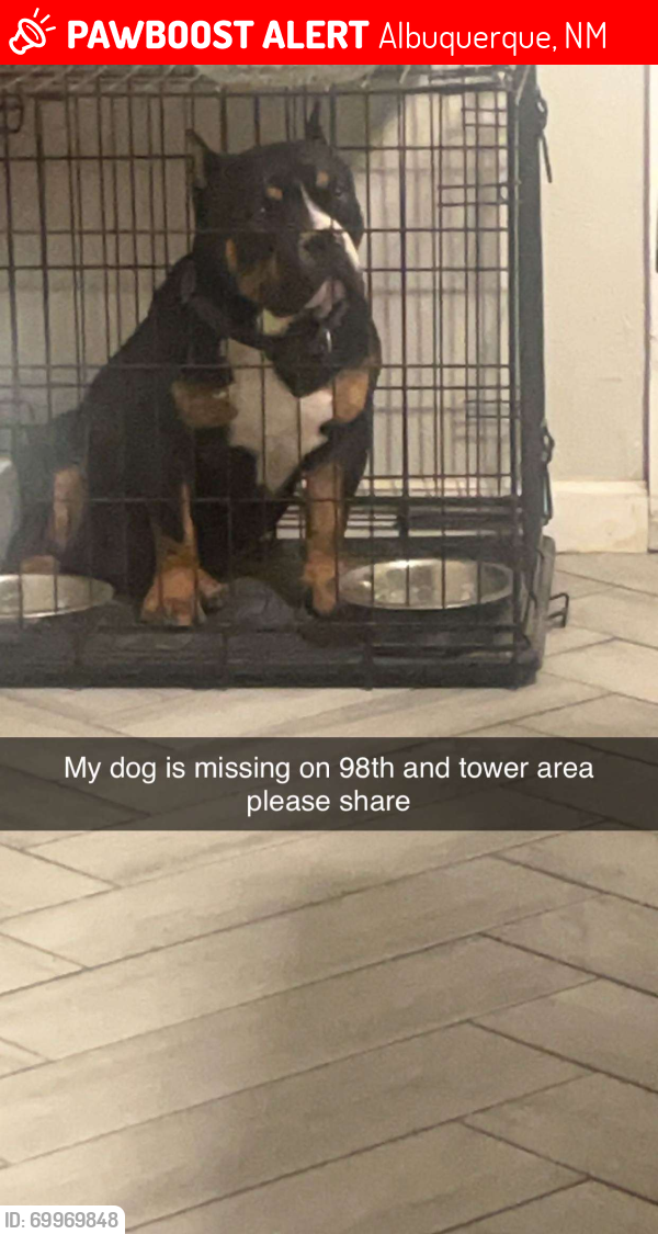 Lost Male Dog last seen 98th and tower , Albuquerque, NM 87121
