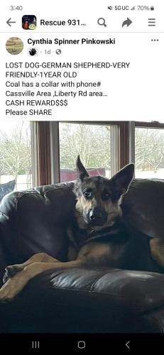 Lost Male Dog last seen Near Liberty Road, Sparta, TN, Sparta, TN 38583