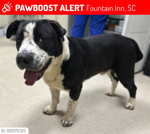 Lost Male Dog last seen Shallow Drive and Fairview Road , Fountain Inn, SC 29680