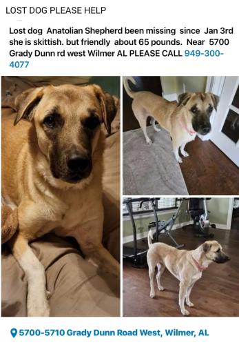 Lost Female Dog last seen Grady Dunn rd south Wilmer AL 36587, Wilmer, AL 36587