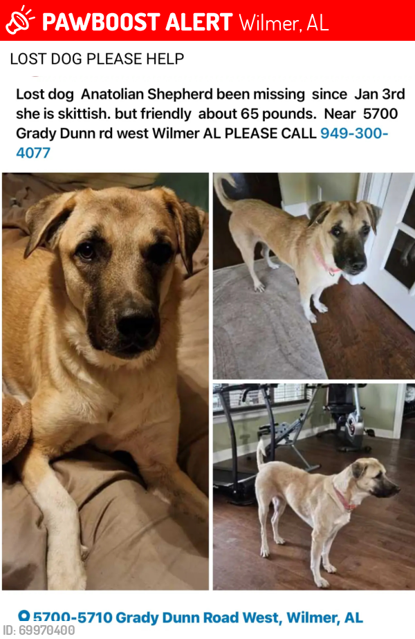 Lost Female Dog last seen Grady Dunn rd south Wilmer AL 36587, Wilmer, AL 36587