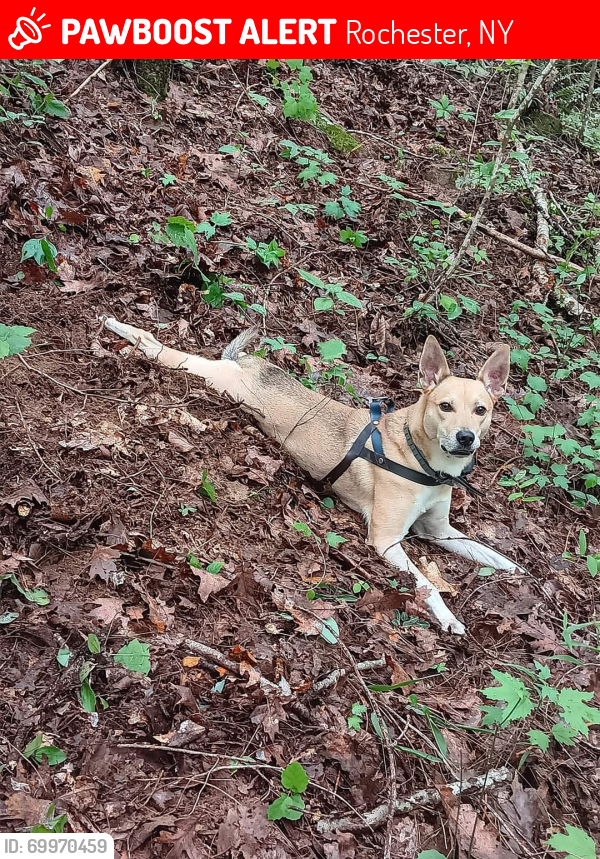 Lost Male Dog last seen Lyell ave,, Rochester, NY 14606