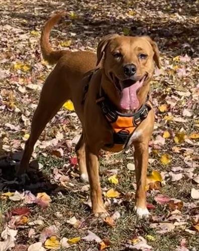 Lost Female Dog last seen Weller Drive, across from the Lisbon Center on Rt 94., Howard County, MD 21771