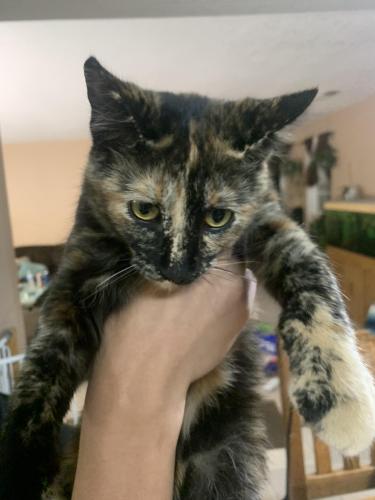 Lost Female Cat last seen Unser and Arinal , Albuquerque, NM 87121