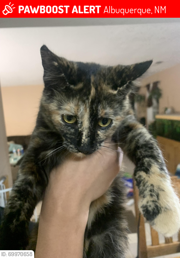 Lost Female Cat last seen Unser and Arinal , Albuquerque, NM 87121