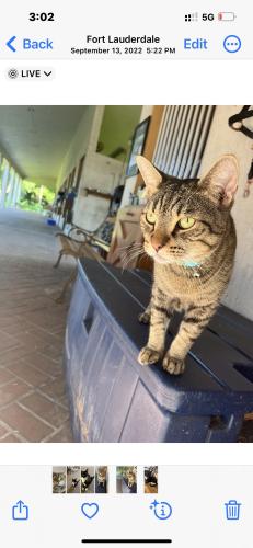 Lost Male Cat last seen Luray rd and Holatee Trail, Southwest Ranches, FL 33330