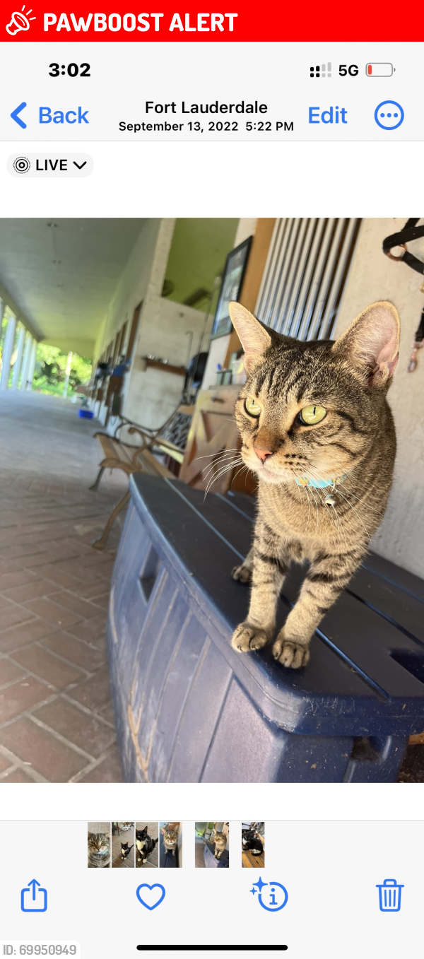 Lost Male Cat last seen Luray rd and Holatee Trail, Southwest Ranches, FL 33330