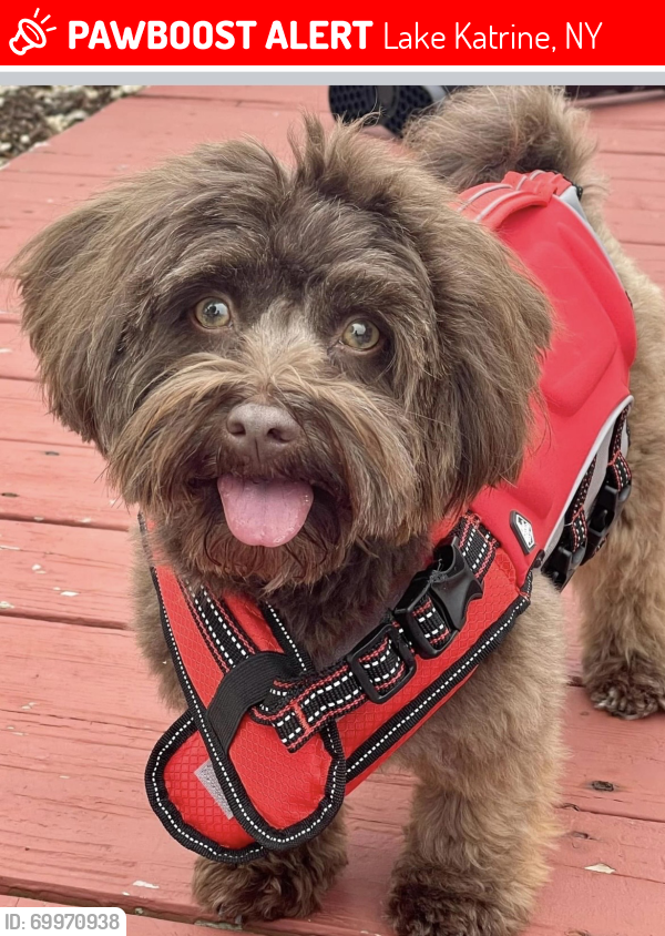 Lake Katrine, NY Lost Female Dog, Reese Is Missing PawBoost