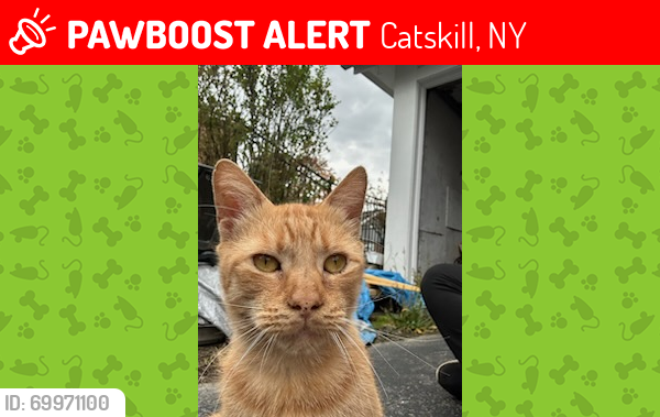 Lost Male Cat last seen Williams street , Catskill, NY 12414