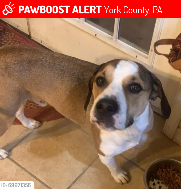 Lost Male Dog last seen Stoverstown rd and Myers rd, York County, PA 17362