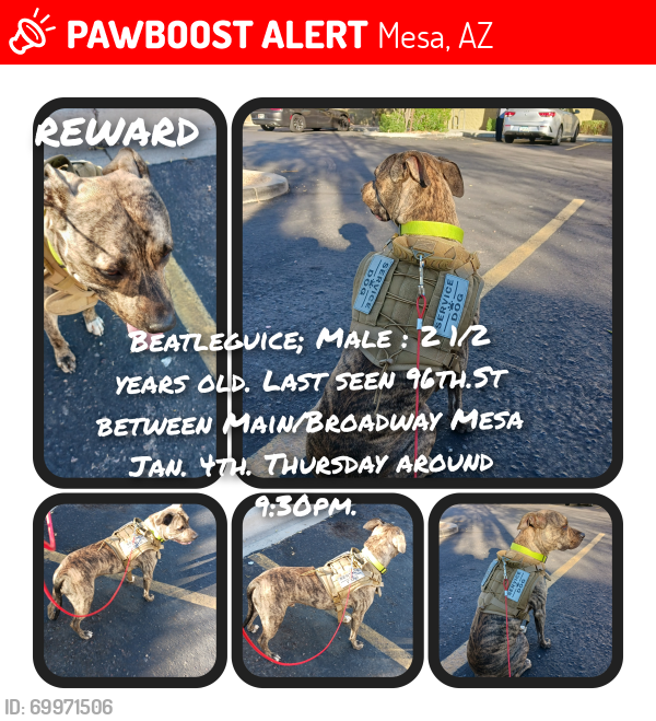 Lost Male Dog last seen Main and Broadway Mesa AZ, Mesa, AZ 85208