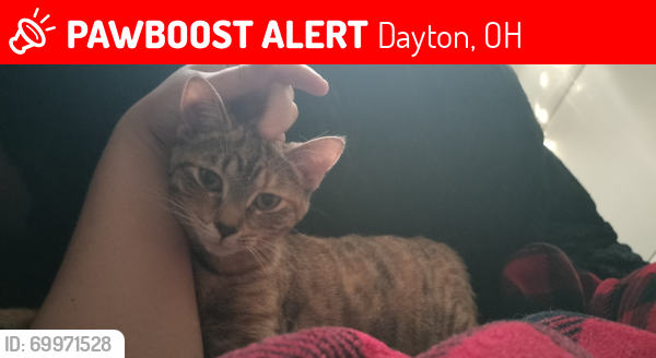 Lost Female Cat last seen Palisades Drive, Dayton, OH 45414