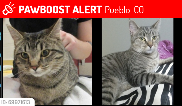 Lost Female Cat last seen Dollar general and loaf and jug, Pueblo, CO 81003