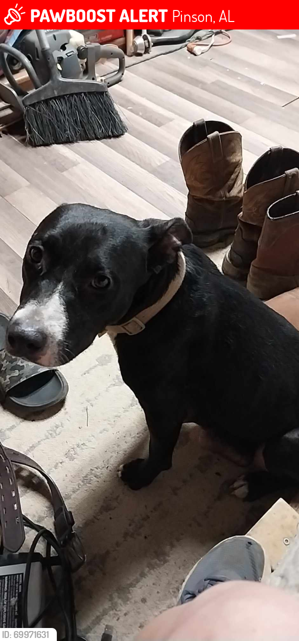 Pinson, AL Lost Female Dog, Ursula Is Missing | PawBoost