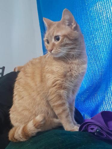 Lost Male Cat last seen East Antietam street and mulberry Street by the darby, Hagerstown, MD 21740