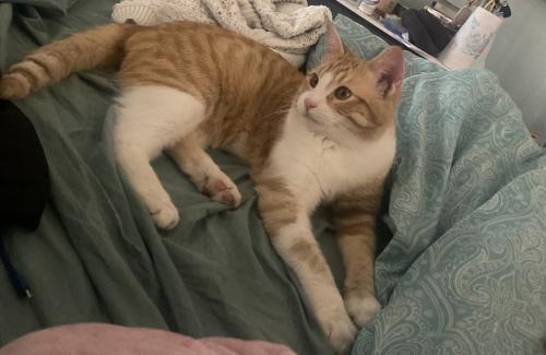 Lost Male Cat last seen Church road and Hwy 51, Horn Lake, MS 38637