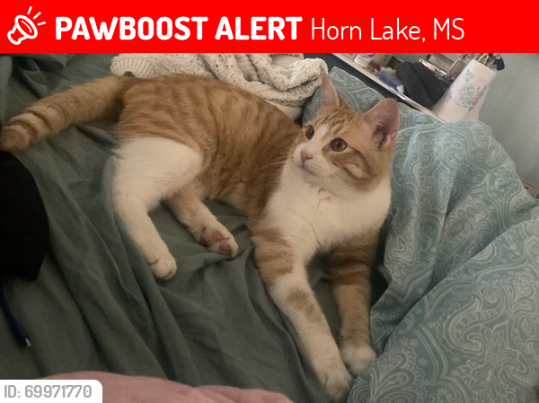 Lost Male Cat last seen Church road and Hwy 51, Horn Lake, MS 38637