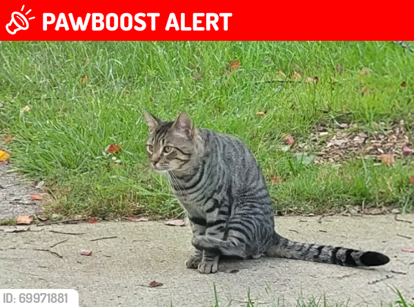 Lost Male Cat last seen crisfield rd  & good hill rd, Wheaton-Glenmont, MD 20906