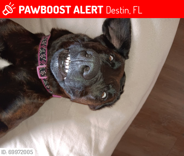Lost Female Dog last seen Arby's , Destin, FL 32541