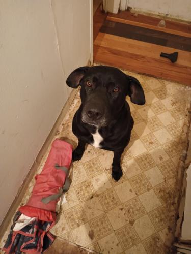 Lost Male Dog last seen Highway haven, Fort Valley, GA 31030
