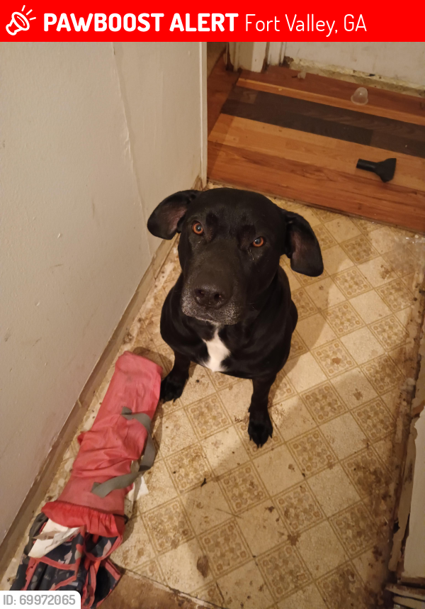 Lost Male Dog last seen Highway haven, Fort Valley, GA 31030