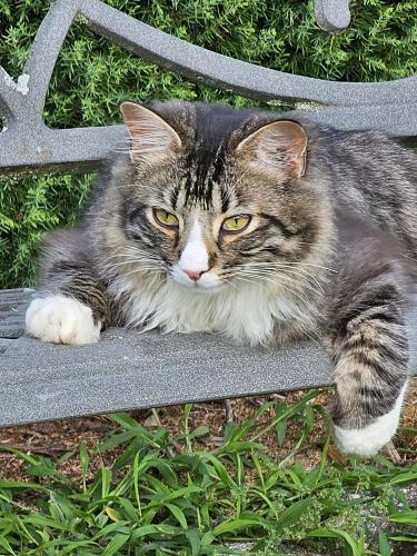 Lost Male Cat last seen Hobbysville rd. Near crossover to I-26, Spartanburg County, SC 29376