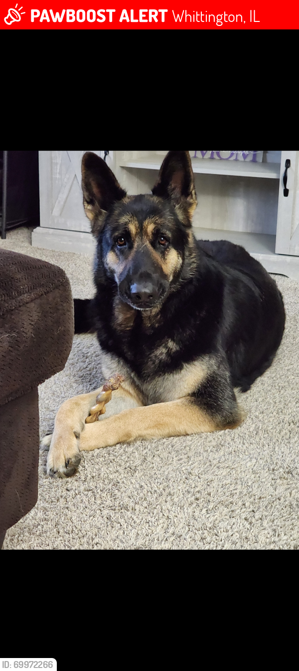 Lost Female Dog last seen STATE HIGHWAY 37, STATE HIGHWAY 14, Whittington, IL 62897