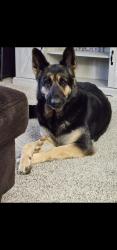 Lost Female Dog last seen STATE HIGHWAY 37, STATE HIGHWAY 14, Whittington, IL 62897
