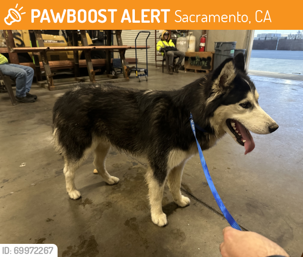 Sacramento, Ca Stray Male Dog Found Near Near Elder Creek Rd 