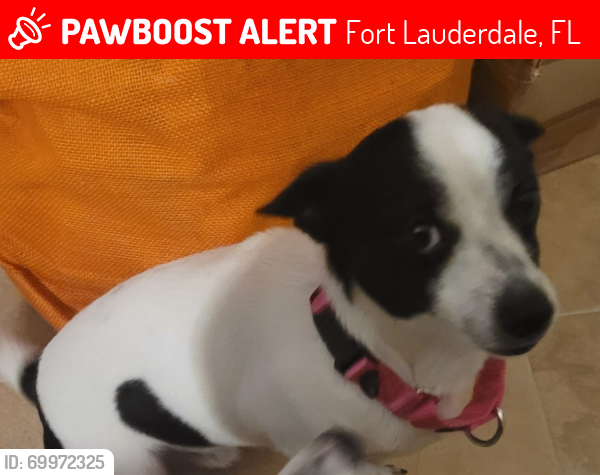 Lost Male Dog last seen Tennessee Ave and 10th Street Fort Lauderdale FL 33312, Fort Lauderdale, FL 33312