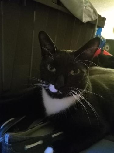 Lost Male Cat last seen Center And mkellips, Mesa, AZ 85201