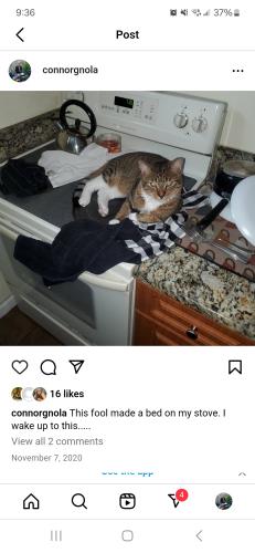 Lost Male Cat last seen Sr84 and i-95, Fort Lauderdale, FL 33312