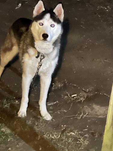 Lost Male Dog last seen Hall siding rd, Ahoskie, NC 27910