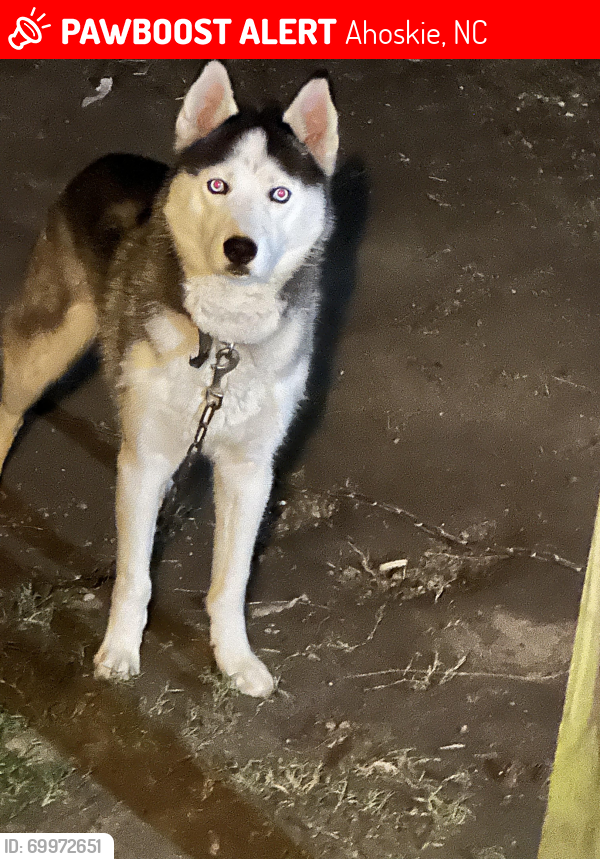 Lost Male Dog last seen Hall siding rd, Ahoskie, NC 27910