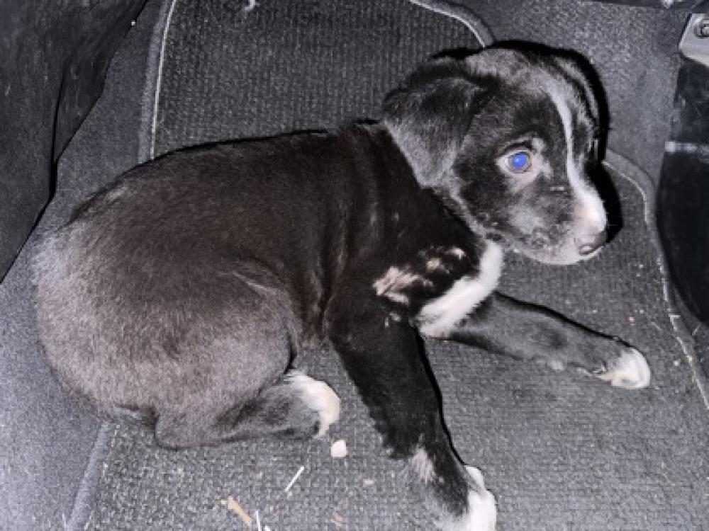 Shelter Stray Female Dog last seen San Antonio, TX 78235, San Antonio, TX 78229