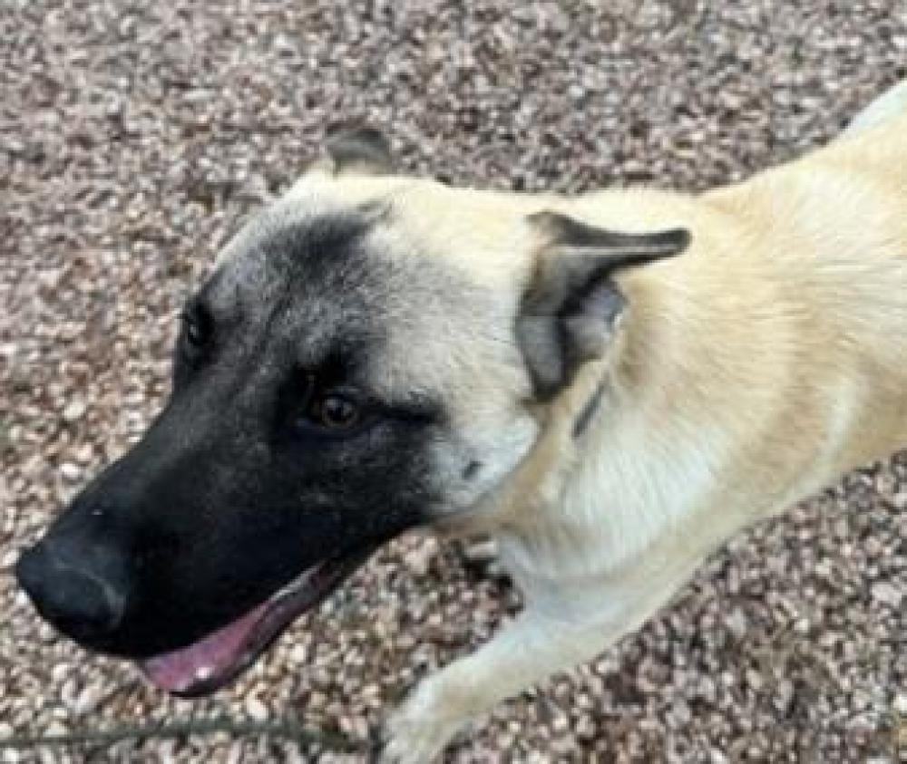 Shelter Stray Male Dog last seen San Antonio, TX 78254, San Antonio, TX 78229