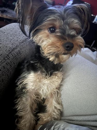 Lost Female Dog last seen Roce Avenue and Atwood Street, District Heights, MD 20747