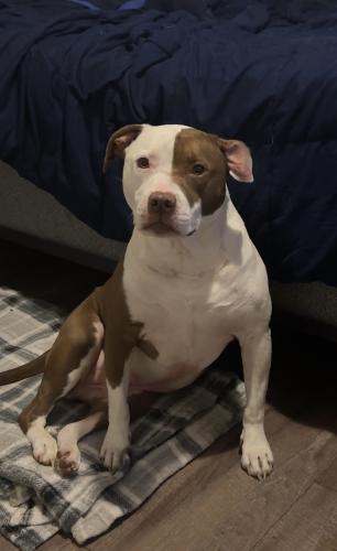 Lost Male Dog last seen Around Waffle hse in red bank, Chattanooga, TN 37405
