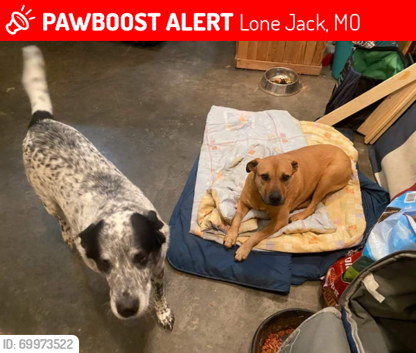 Lost Male Dog last seen Hwy 50, Lone Jack, MO 64070