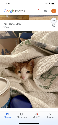 Lost Male Cat last seen Chapel Road and 123 Route , Fairfax Station, VA 22039