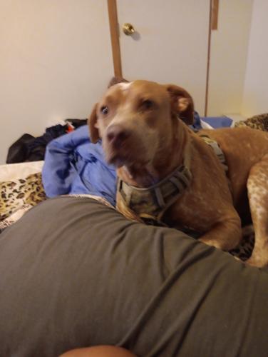 Lost Male Dog last seen Police department , Dayton, TX 77535