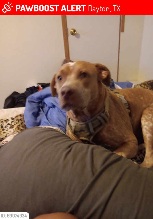 Lost Male Dog last seen Police department , Dayton, TX 77535