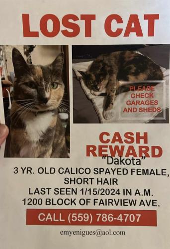 Lost Female Cat last seen Lynora and cross, Tulare, CA 93274