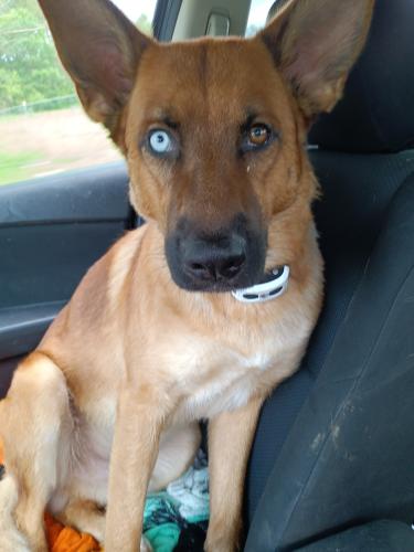 Lost Male Dog last seen Hail hollow and nopone intersection, Meigs County, TN 37322