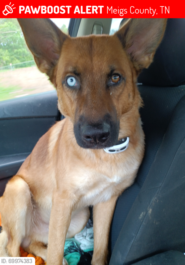 Lost Male Dog last seen Hail hollow and nopone intersection, Meigs County, TN 37322