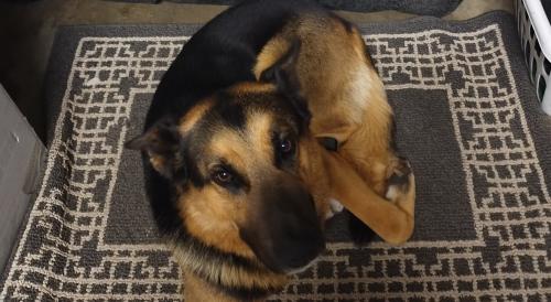 Lost Male Dog last seen dairy ave, Corcoran, CA 93212