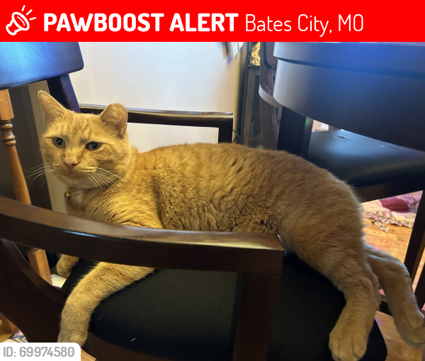Lost Male Cat last seen Rock lake village , Bates City, MO 64011