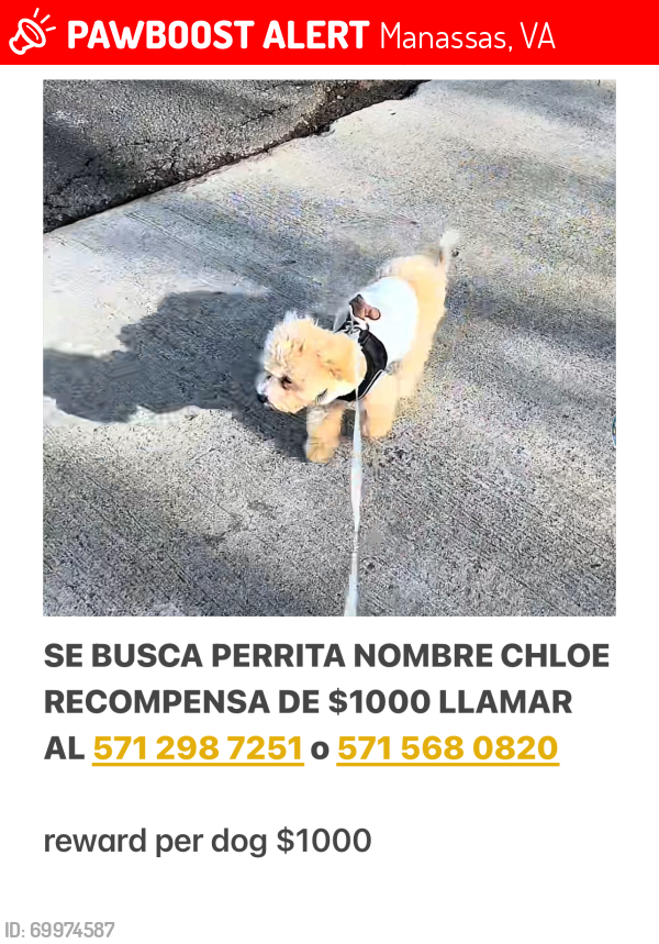 Lost Female Dog last seen Casa historica de manassas city aun costado de mexico lindonplaza virjinia, Manassas, VA 20110